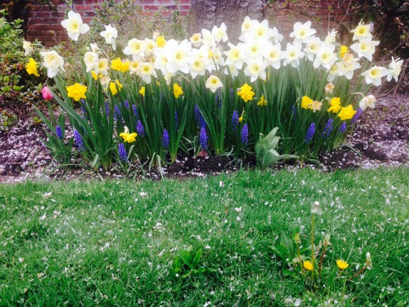 Daffodils (and those pesky dandelions!) bloom in our front garden. I’ll nod to that.